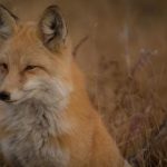 台北娜娜官网:探索台北娜娜的独特魅力与精彩活动 2er33s