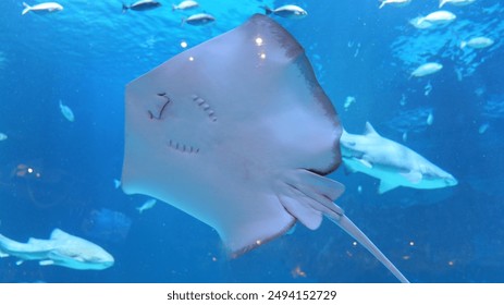 全面解析快手创作者服务平台入口的使用指南 全面解析快手创作者服务平台入口的使用指南