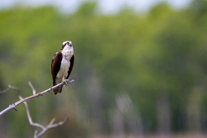 天天美剧改名后新名称是什么? 天天美剧改名后新名称是什么?
