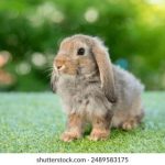 咚漫韩版:探索最受欢迎的韩漫作品与推荐指南 k46l7nc