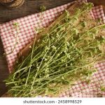 如何将手机屏幕镜像到Firestick设备的详细指南 pikkm61a72