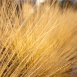 快猫回家网站:为您提供便捷的宠物归家服务与信息平台 yc22r