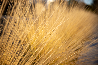 快猫回家网站:为您提供便捷的宠物归家服务与信息平台 快猫回家网站:为您提供便捷的宠物归家服务与信息平台
