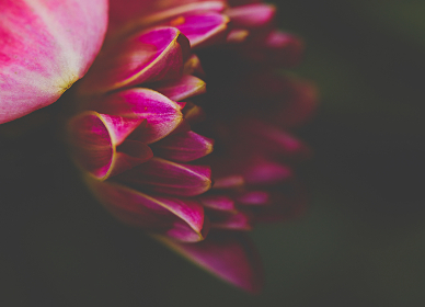 探索18comic.vip.com:尽享丰富多彩的漫画世界 探索18comic.vip.com:尽享丰富多彩的漫画世界