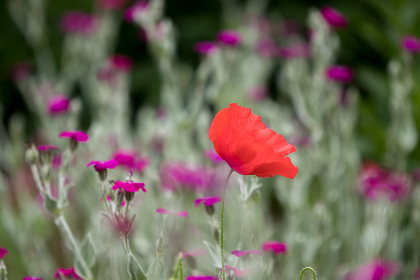 探索希腊神话中的巨兽:海怪Cetus的传奇故事 探索希腊神话中的巨兽:海怪Cetus的传奇故事