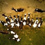 探索91直播网:畅享多元化直播体验与精彩内容 52tuvrhi8