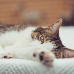 探索theync.com应用程序的功能与优势 c1u97pq