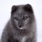 探索91大神APP:全方位解锁你的娱乐新体验 ihx4sva8r