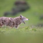 探索基本影院中的漫画世界:从纸上到银幕的奇妙旅程 owqp75ude