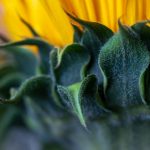 探索ncao3与nck343yy的应用与发展前景 qomrqq37