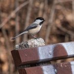 探索原神中色图最多的角色,揭示其魅力与人气 ylccx1